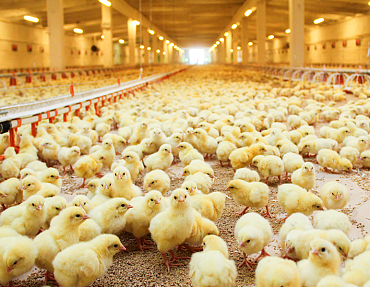 Испытания буронабивных свай в рамках реконструкции птицеперерабатывающего комплекса 