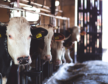 Испытания буронабивных свай в рамках реконструкции фермы